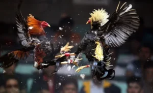 Bí Quyết Chơi Đá Gà Sabong Tại 1xBit Luôn Thắng Từ Cao Thủ